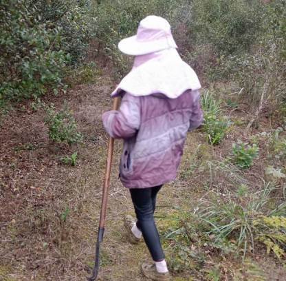 和妈妈上山干活的第二天野战成功拿下老妈剧情 封面